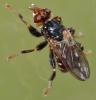 Myopa testacea